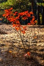 Colorful red and green autumn tree leaves mosaic closeup in Mazowiecki Landscape Park in Celestynow in Poland