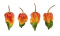 Colorful red orange yellow green habanero scotch bonnet chili hot peppers isolated on white background. Royalty Free Stock Photo