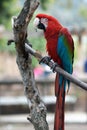 Colorful Red Parrot on Branch