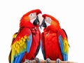 Colorful red parrot macaw Royalty Free Stock Photo