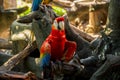 Colorful red parrot macaw Royalty Free Stock Photo
