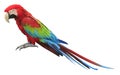 Colorful red parrot macaw Royalty Free Stock Photo