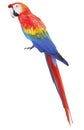 Colorful red parrot macaw
