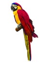 Colorful red parrot macaw Royalty Free Stock Photo