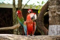 Colorful red parrot macaw Royalty Free Stock Photo
