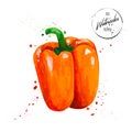 Colorful red pepper painted watercolor. Hand drawn vegetable with splashes and drops of watercolor on white background