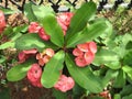 Colorful red and pink color flowers of Crow of Thorns, Euphorbia Roses, Euphorbia Milli Desmoul are blooming in the garden Royalty Free Stock Photo