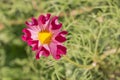 Colorful red in pink cosmos flower in garden Royalty Free Stock Photo