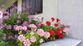 Colorful red pink lilac geranium plants bloom lushly under the wooden windows of a white building on a bright summer day in an