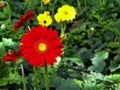 Colorful Red Pink Orange and Yellow gerbera daisy in the garden with natural light in the morning. Travel in Dalat City, Vietnam Royalty Free Stock Photo