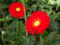 Colorful Red Pink Orange and Yellow gerbera daisy in the garden with natural light in the morning. Travel in Dalat City, Vietnam Royalty Free Stock Photo