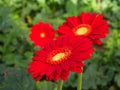 Colorful Red Pink Orange and Yellow gerbera daisy in the garden with natural light in the morning. Travel in Dalat City, Vietnam Royalty Free Stock Photo