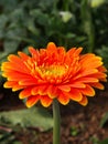 Colorful Red Pink Orange and Yellow gerbera daisy in the garden with natural light in the morning. Travel in Dalat City, Vietnam Royalty Free Stock Photo