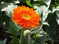 Colorful Red Pink Orange and Yellow gerbera daisy in the garden with natural light in the morning. Travel in Dalat City, Vietnam Royalty Free Stock Photo