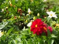 Colorful Red Pink Orange and Yellow gerbera daisy in the garden with natural light in the morning. Travel in Dalat City, Vietnam Royalty Free Stock Photo