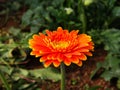 Colorful Red Pink Orange and Yellow gerbera daisy in the garden with natural light in the morning. Travel in Dalat City, Vietnam Royalty Free Stock Photo