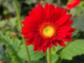 Colorful Red Pink Orange and Yellow gerbera daisy in the garden with natural light in the morning. Travel in Dalat City, Vietnam Royalty Free Stock Photo