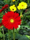 Colorful Red Pink Orange and Yellow gerbera daisy in the garden with natural light in the morning. Travel in Dalat City, Vietnam Royalty Free Stock Photo