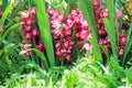 Colorful red pink orchid blooming with green leaf on the ground in garden background Royalty Free Stock Photo