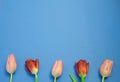 Colorful Red and Pink Tulips Alternated on Blue Background