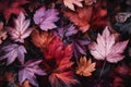 Colorful of red and purple of autumn maple tree leaves background Royalty Free Stock Photo