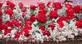 Colorful red roses  with decoration white  gypsophila  , flower background Royalty Free Stock Photo