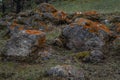 Colorful red rough moss on gray textured stones in green grass, in Baikal forest Royalty Free Stock Photo