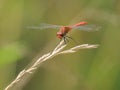 A colorful red ruddy darter dragonfly resting Royalty Free Stock Photo