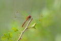 A colorful red ruddy darter dragonfly resting Royalty Free Stock Photo