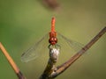 A colorful red ruddy darter dragonfly resting Royalty Free Stock Photo