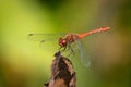 A colorful red ruddy darter dragonfly resting Royalty Free Stock Photo