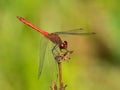 A colorful red ruddy darter dragonfly resting Royalty Free Stock Photo