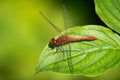 A colorful red ruddy darter dragonfly resting Royalty Free Stock Photo