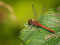 A colorful red ruddy darter dragonfly resting Royalty Free Stock Photo