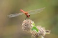 A colorful red ruddy darter dragonfly resting Royalty Free Stock Photo