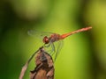 A colorful red ruddy darter dragonfly resting Royalty Free Stock Photo