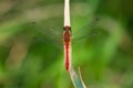 A colorful red ruddy darter dragonfly resting Royalty Free Stock Photo
