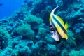 Red Sea Banner Fish on a Coral Reef