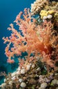 Colorful red soft coral in the Ocean