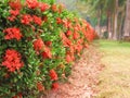 Colorful red spike flower blooming in garden or Ixora coccinea ornamental tree fence Royalty Free Stock Photo