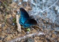 Red Spotted Blue Butterfly in Texas