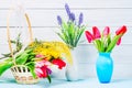 Colorful red spring tulip flowers in nice blue vase with tulips and mimosa bush in basket and vase with lavender on light wooden b Royalty Free Stock Photo