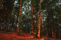 Colorful red sunrise. Dramatic forest scenery at dawn