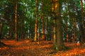 Colorful red sunrise. Dramatic forest scenery at dawn