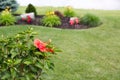 Colorful red tropical hibiscus flower Royalty Free Stock Photo