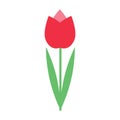 Colorful red tulip flower isolated on white background vector illustration. Spring garden flowers. Greetings card Royalty Free Stock Photo