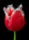 Colorful red tulip in water drops isolated on black. tulip bud close-up Royalty Free Stock Photo