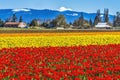 Colorful Red Tulips Farm Snowy Mount Baker Skagit Valley Washington Royalty Free Stock Photo