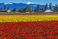 Colorful Red Tulips Farm Snowy Mount Baker Skagit Valley Washington Royalty Free Stock Photo