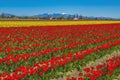 Colorful Red Tulips Farm Snowy Mount Baker Skagit Valley Washington Royalty Free Stock Photo